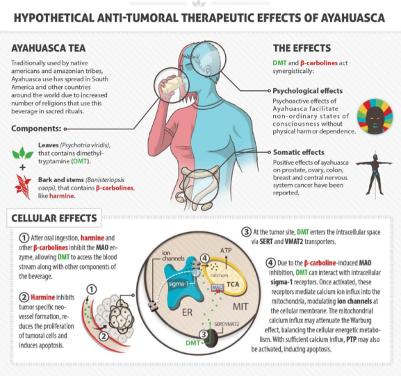 ayahuasca effect